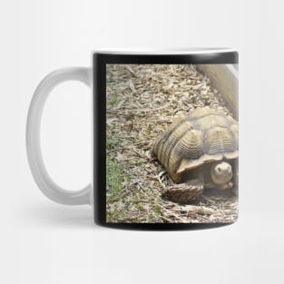 Sulcata Tortoise Mug